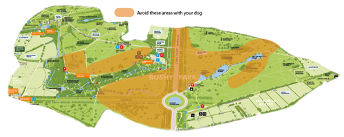Map showing deer birthing areas in Bushy Park